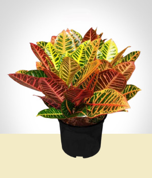 Plantas - Croton Colorido